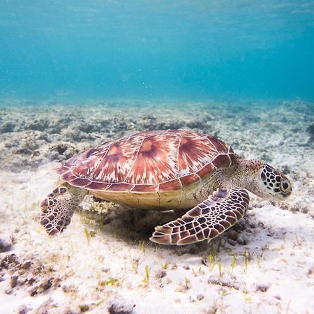 Хостел Gili La Boheme Sister Гили Траванган Экстерьер фото