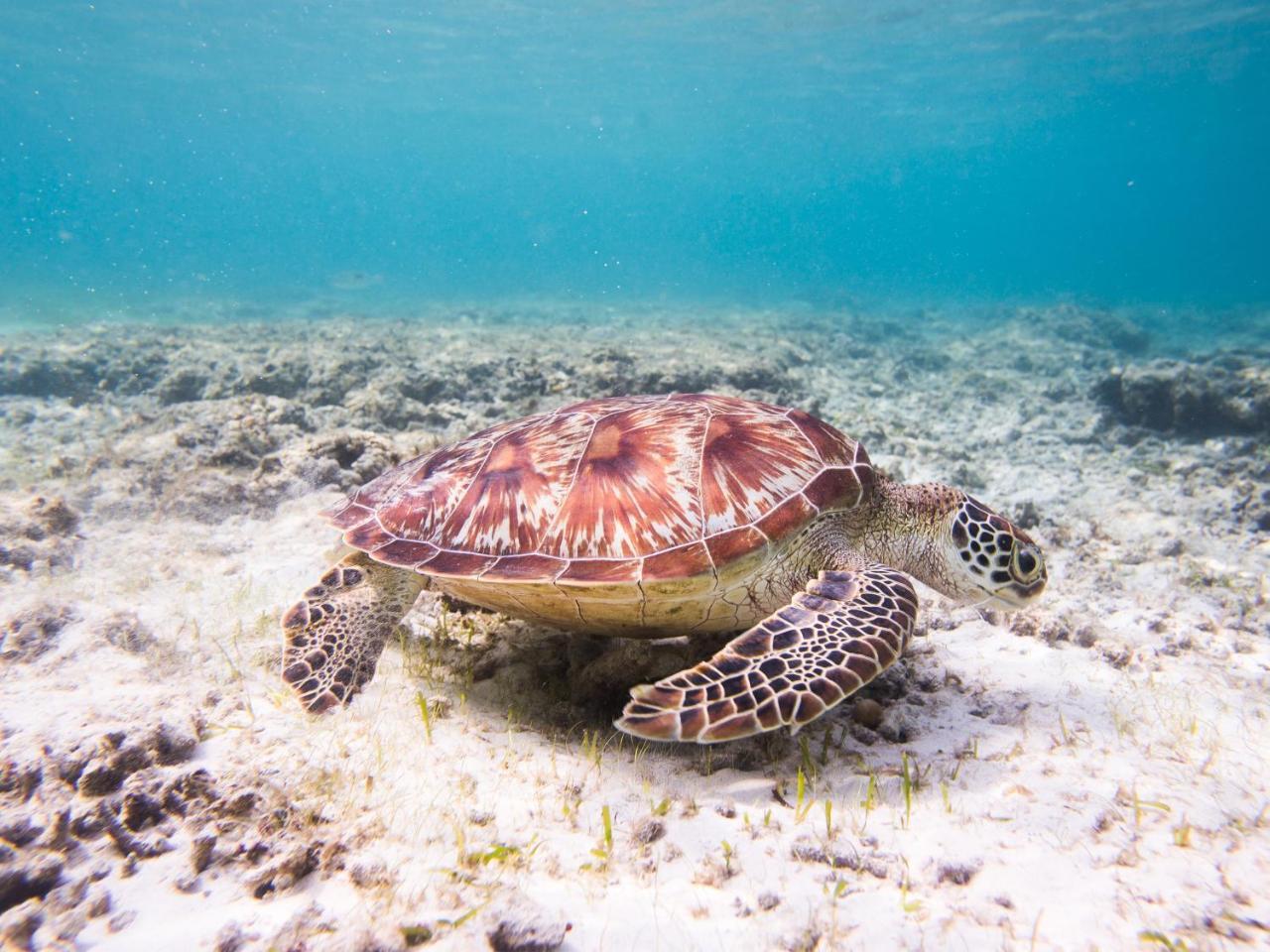 Хостел Gili La Boheme Sister Гили Траванган Экстерьер фото